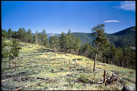 FilmRoll-Gold200-Sureshot-WedMornRun-2024-06-12-096