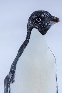 Antarctica-115